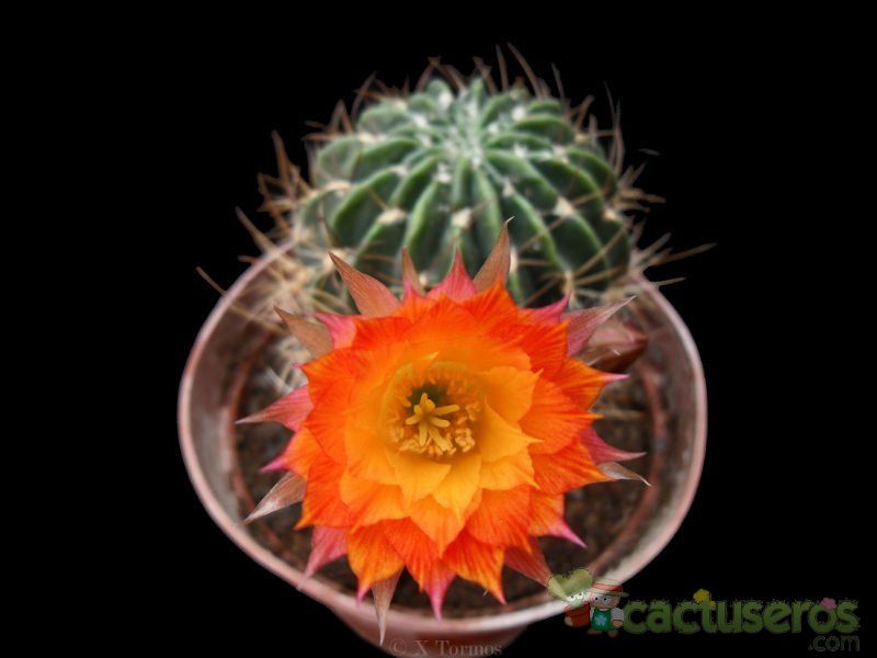 A photo of Echinopsis pampana
