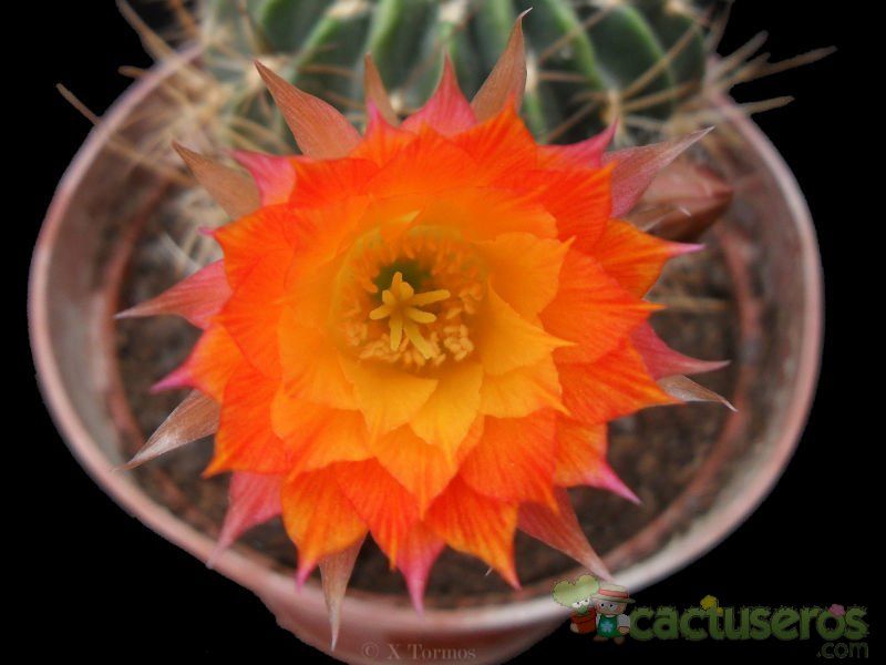 A photo of Echinopsis pampana