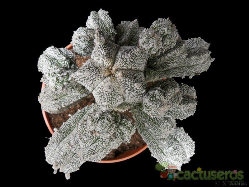 Una foto de Astrophytum myriostigma cv. HUBOKI