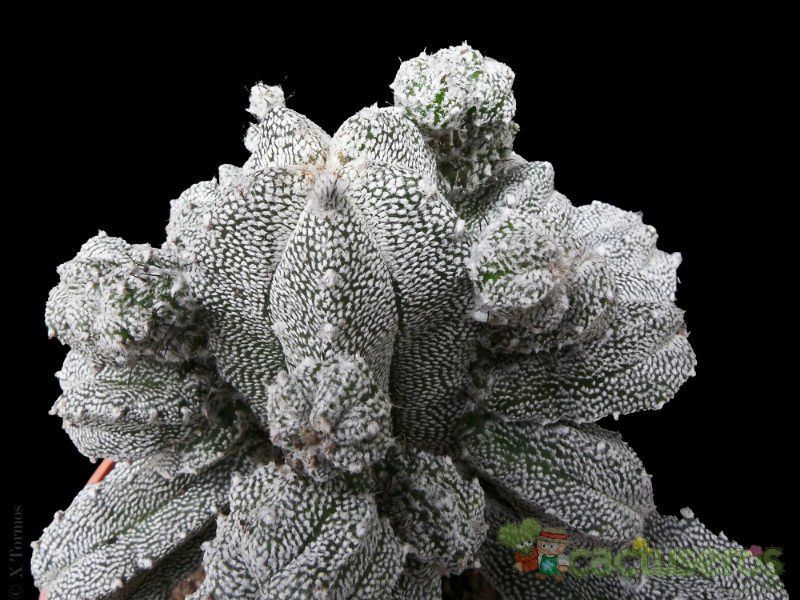 A photo of Astrophytum myriostigma cv. HUBOKI