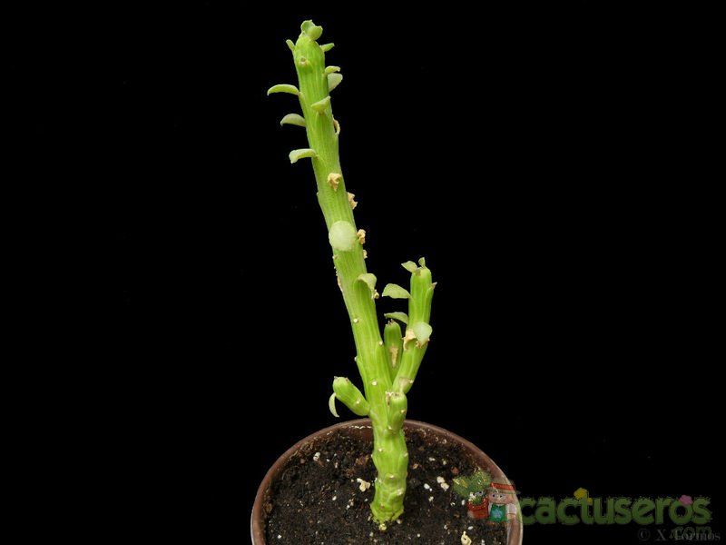 A photo of Euphorbia bisellenbeckii
