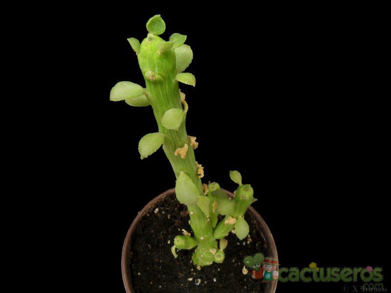 A photo of Euphorbia bisellenbeckii