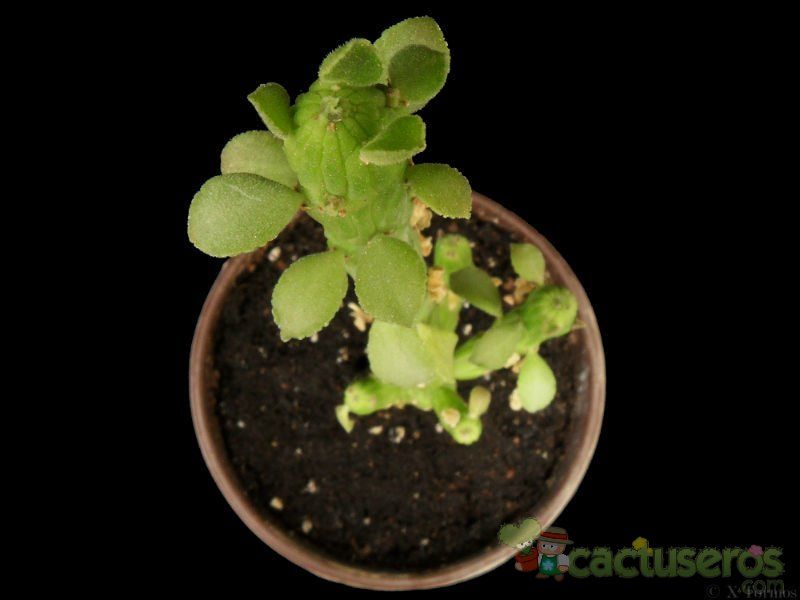 A photo of Euphorbia bisellenbeckii