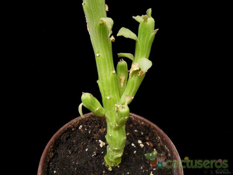 A photo of Euphorbia bisellenbeckii