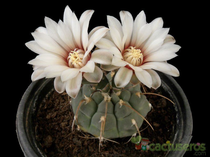Una foto de Gymnocalycium ochoterenae subsp. vatteri