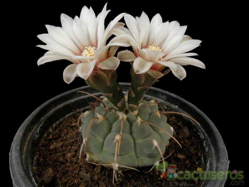 Una foto de Gymnocalycium ochoterenae subsp. vatteri
