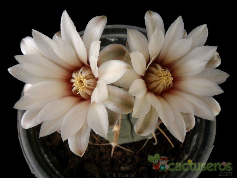 Una foto de Gymnocalycium ochoterenae subsp. vatteri