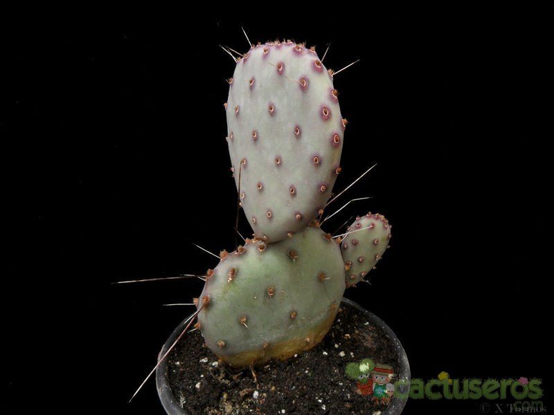 A photo of Opuntia macrocentra