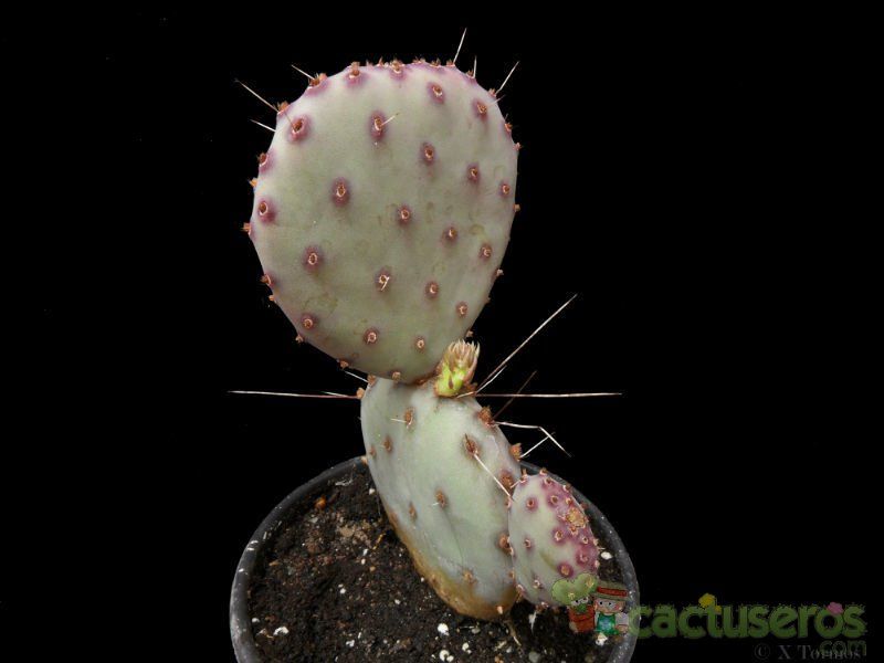 A photo of Opuntia macrocentra