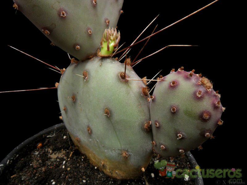 A photo of Opuntia macrocentra