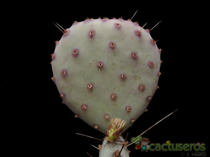 A photo of Opuntia macrocentra