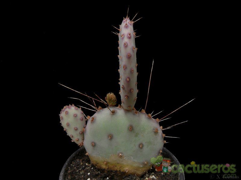 A photo of Opuntia macrocentra