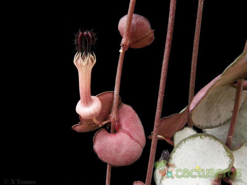 A photo of Ceropegia woodii