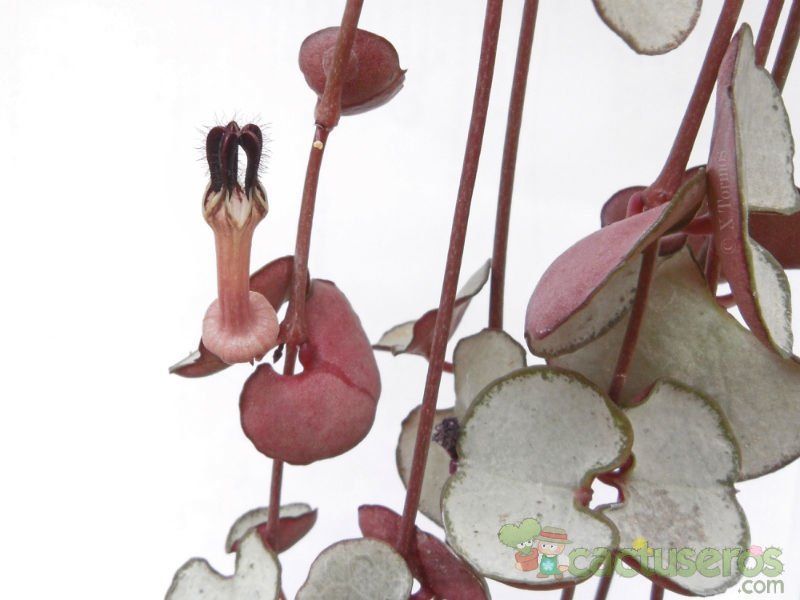 A photo of Ceropegia woodii