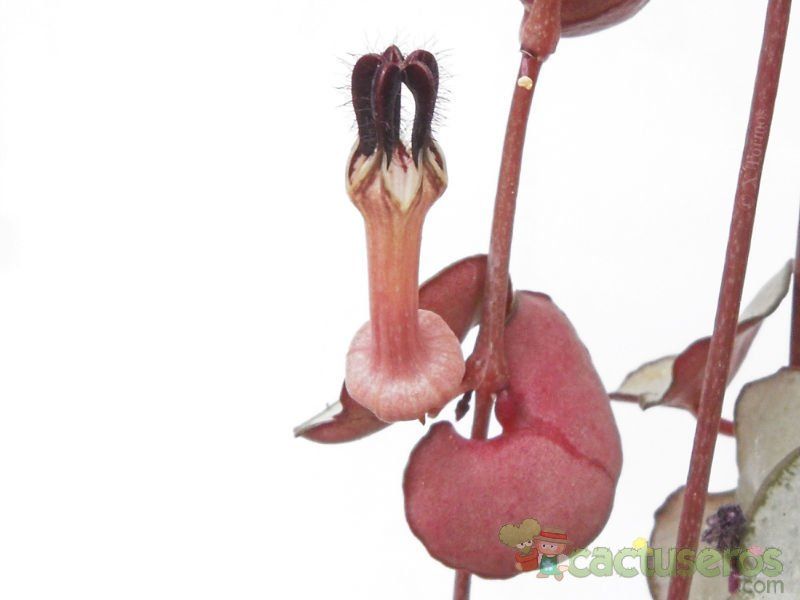 A photo of Ceropegia woodii