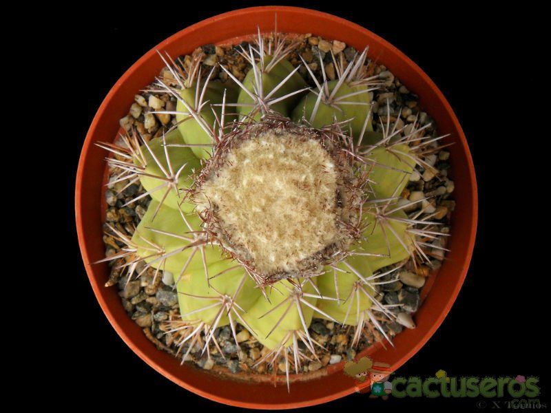 Una foto de Melocactus curvispinus subsp. caesius