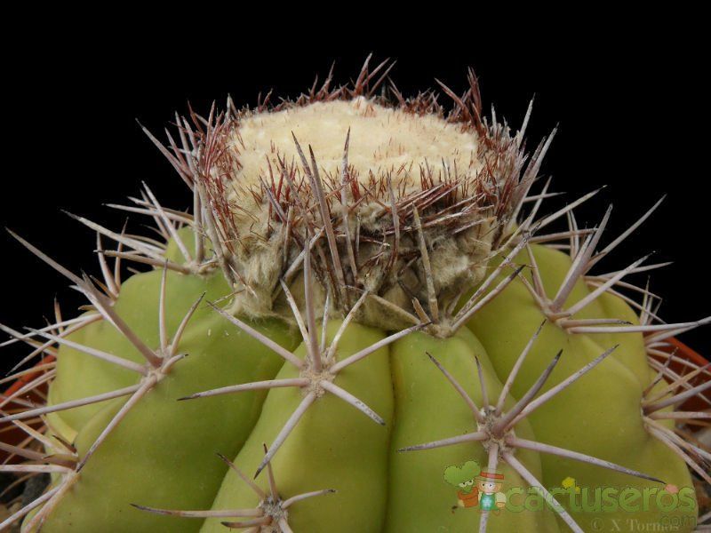 Una foto de Melocactus curvispinus subsp. caesius