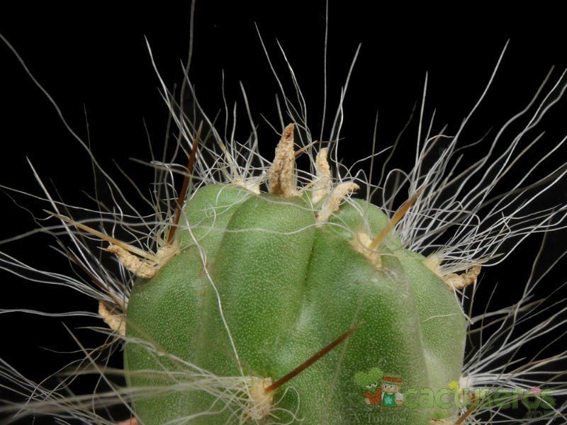 Una foto de Austrocylindropuntia floccosa