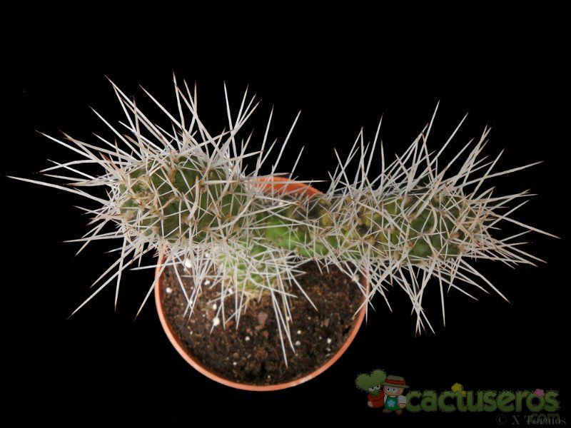 A photo of Tephrocactus weberi