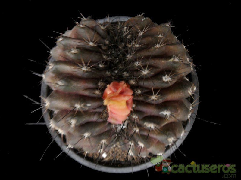 A photo of Copiapoa humilis fma. crestada