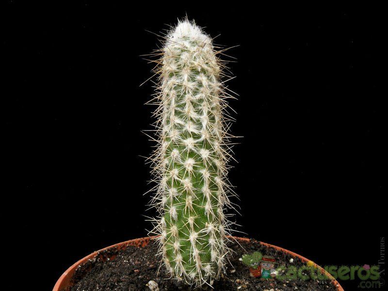 Una foto de Eulychnia breviflora