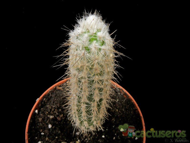 Una foto de Eulychnia breviflora