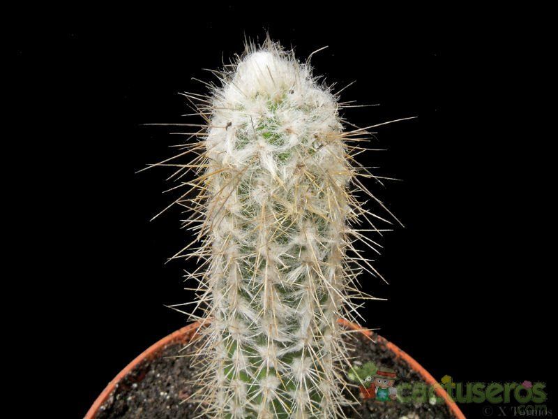 Una foto de Eulychnia breviflora