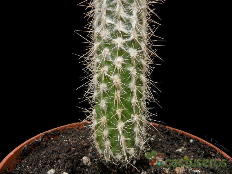 Una foto de Eulychnia breviflora