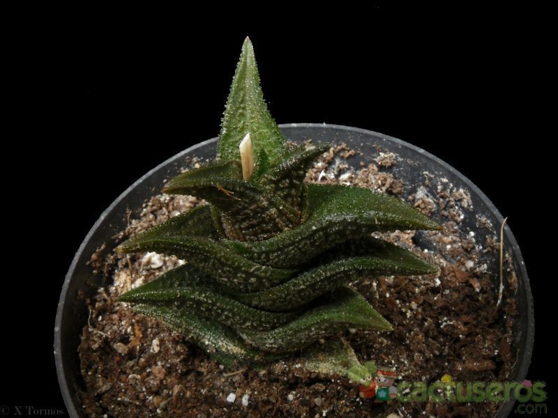 Una foto de Haworthia nigra