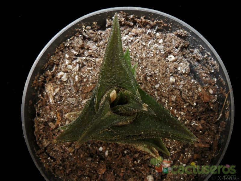 Una foto de Haworthia nigra