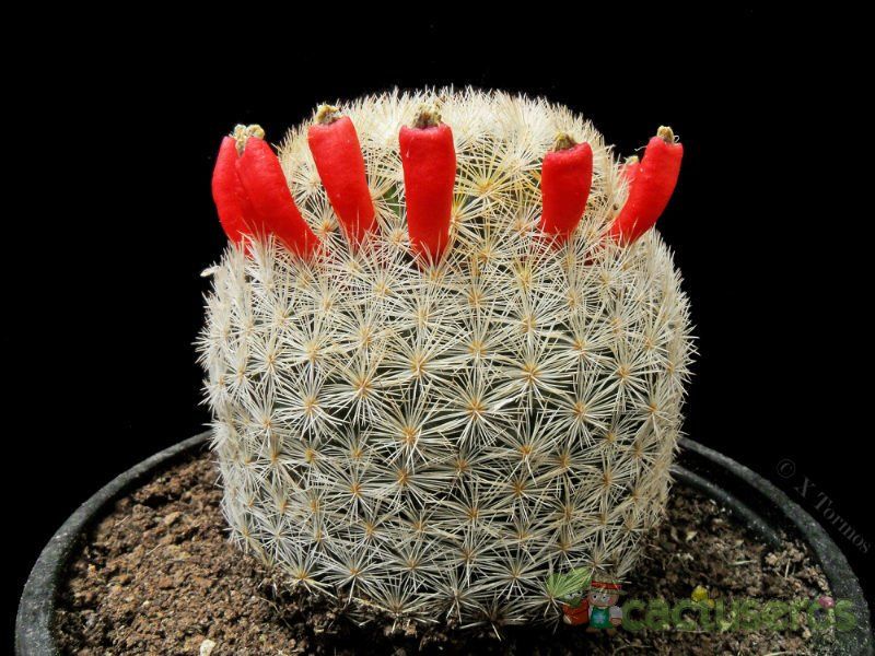 Una foto de Mammillaria lasiacantha
