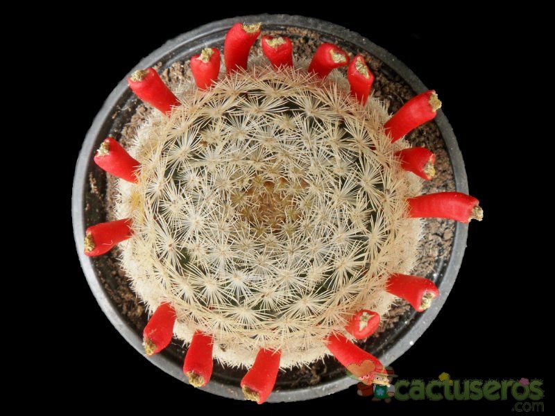 Una foto de Mammillaria lasiacantha