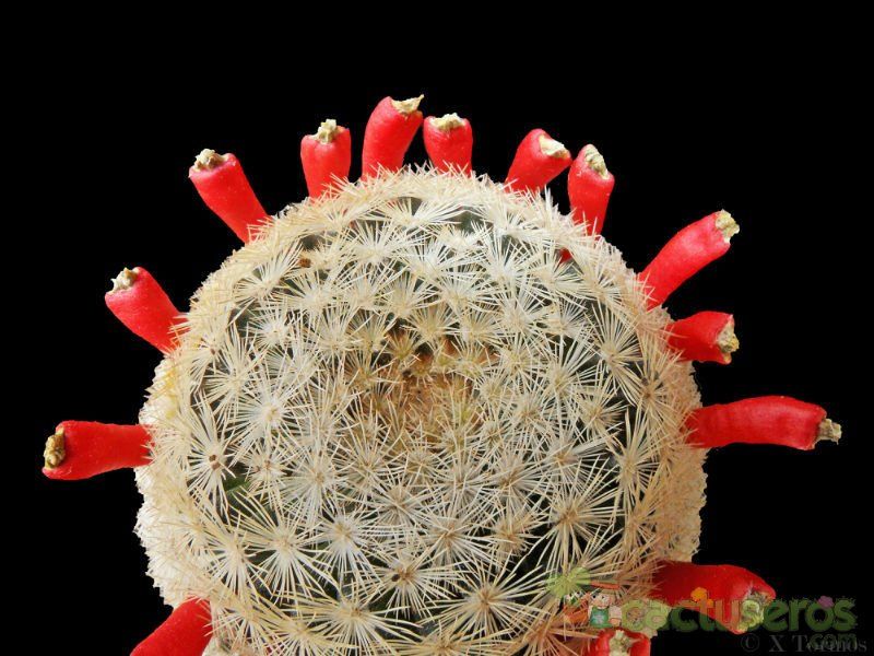 Una foto de Mammillaria lasiacantha