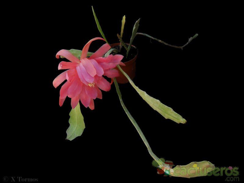 A photo of Epiphyllum cv. Betty Jones