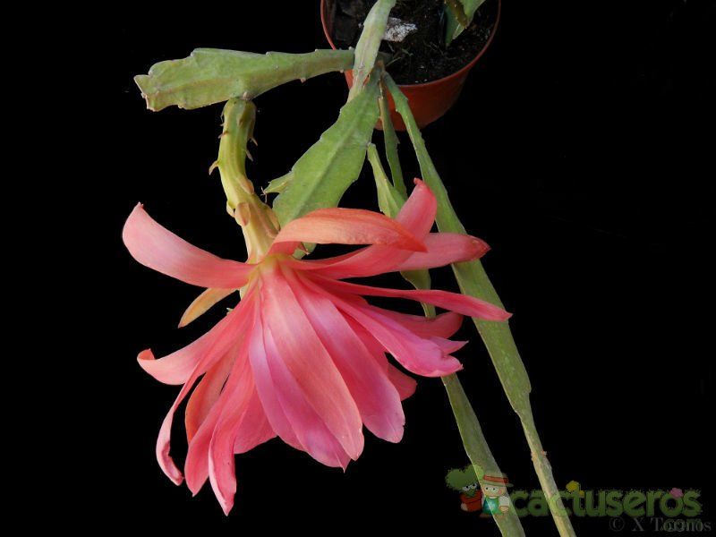 Una foto de Epiphyllum cv. Betty Jones