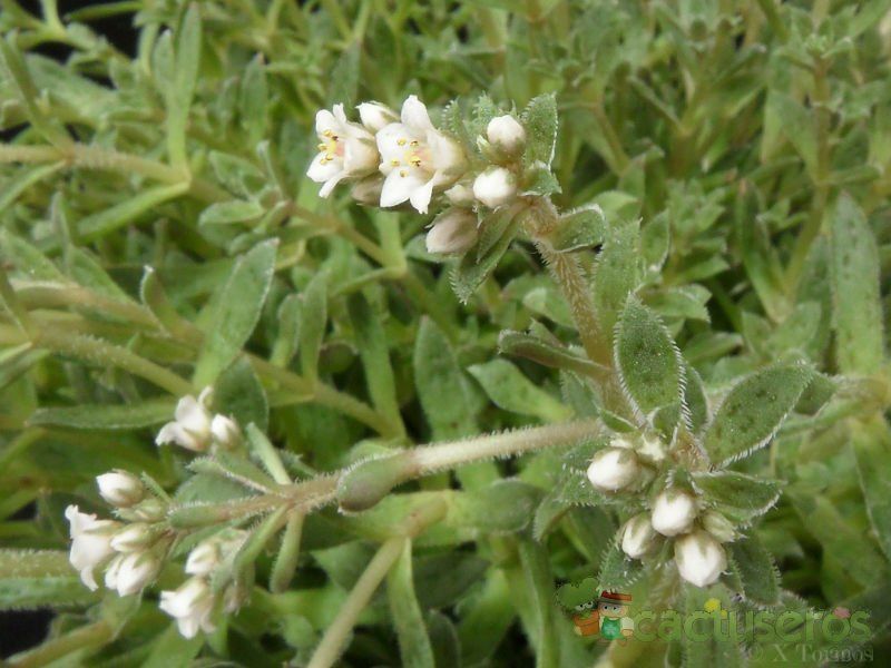 Una foto de Crassula exilis ssp. picturata