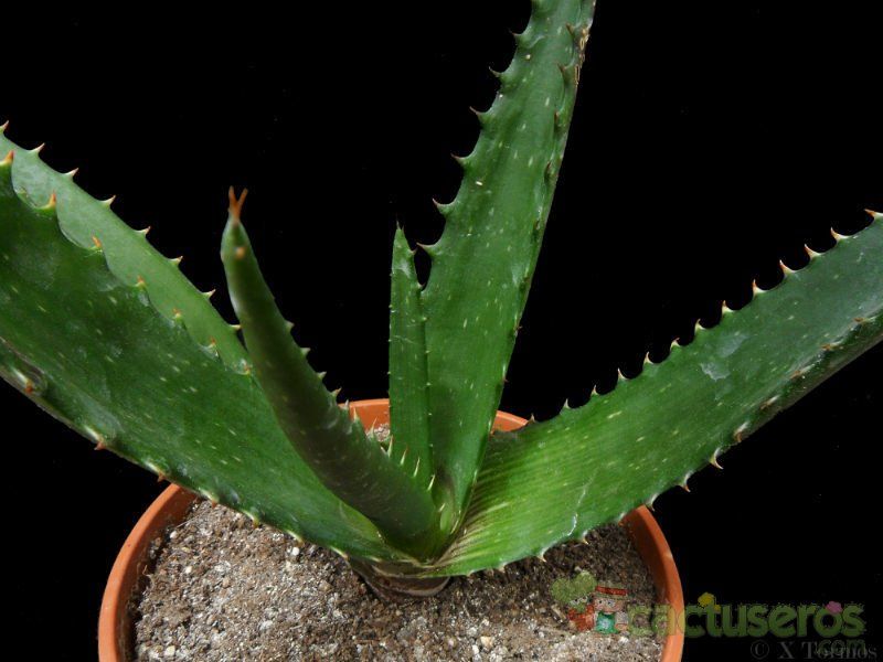 Una foto de Aloe vogtsii  