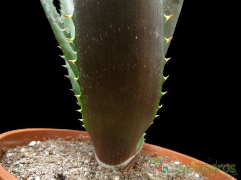 Una foto de Aloe vogtsii  