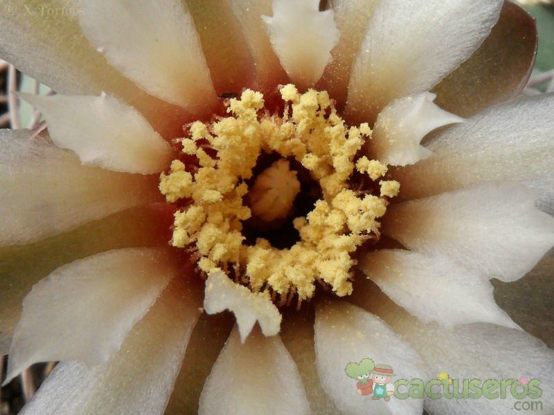 A photo of Gymnocalycium pugionacanthum