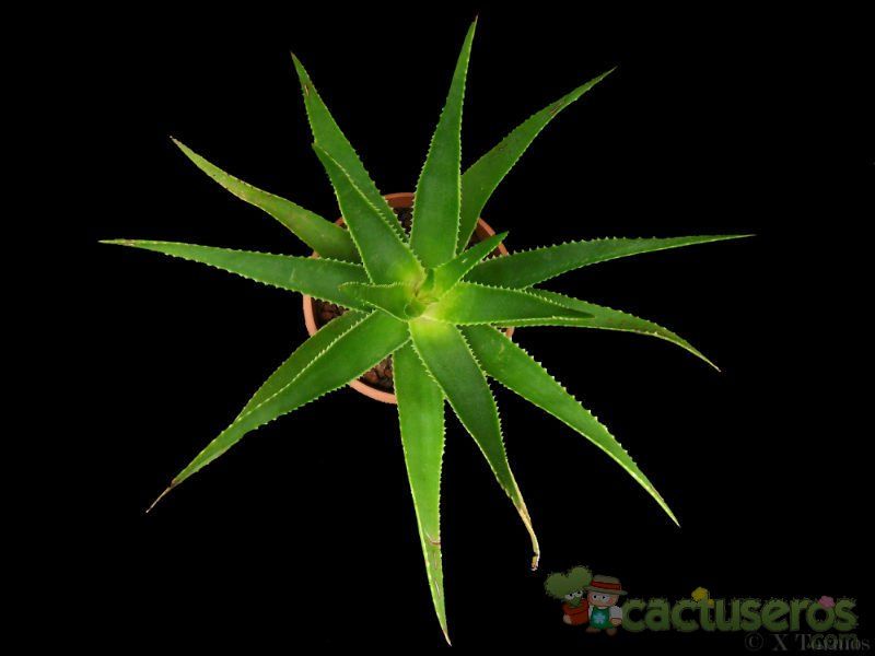 Una foto de Aloe schomeri  