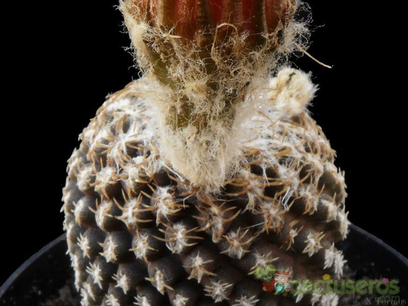 A photo of Eriosyce odieri subsp. fulva
