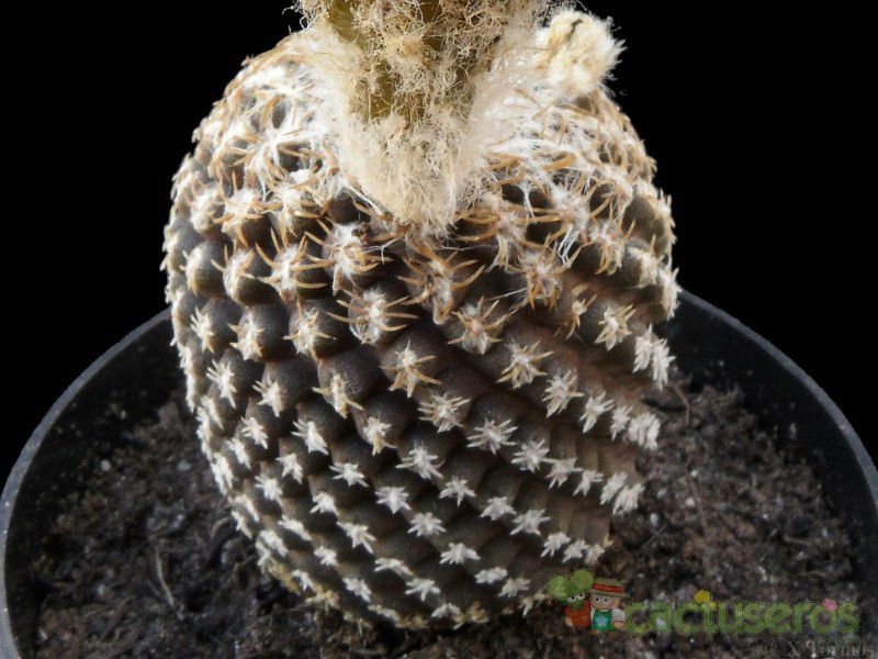A photo of Eriosyce odieri subsp. fulva