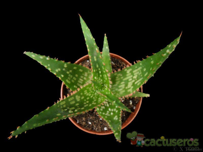 Una foto de Aloe cv. Marco (nombre comercial cv. Fang)