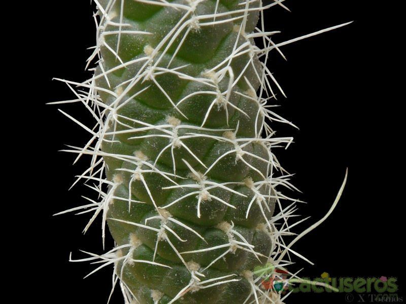 Una foto de Tephrocactus weberi