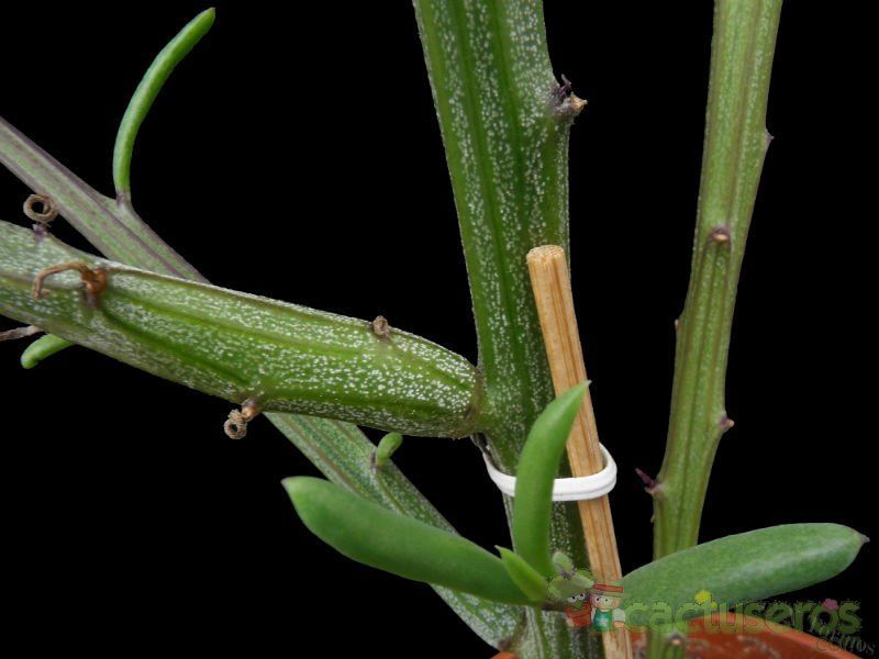 Una foto de Kleinia madagascariensis