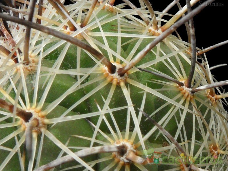 A photo of Thelocactus conothelos ssp. aurantiacus