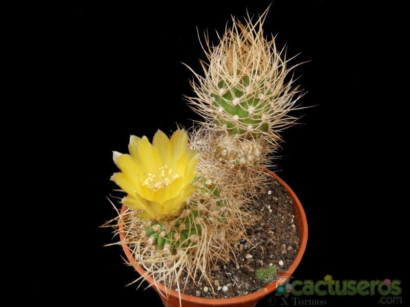 A photo of Eriosyce bulbocalyx