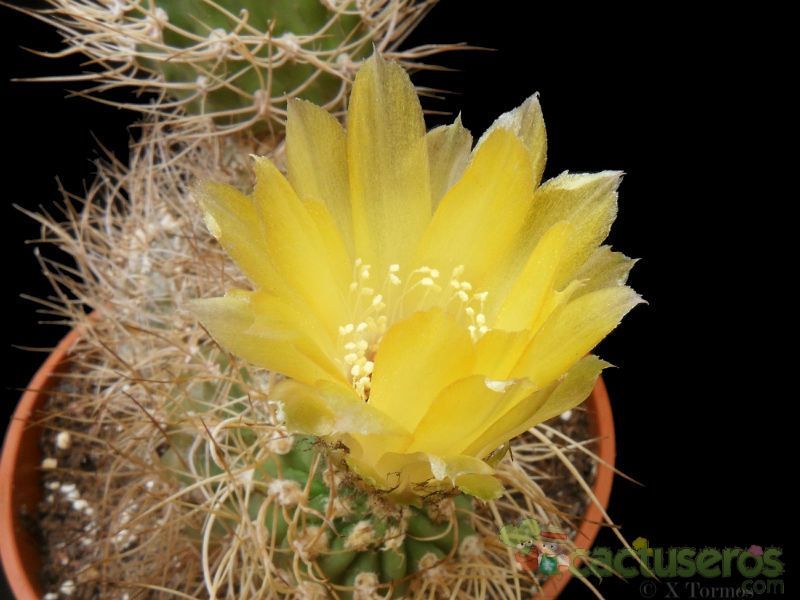 A photo of Eriosyce bulbocalyx