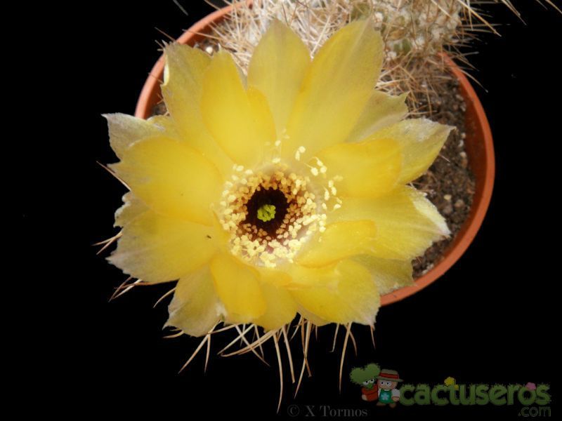 A photo of Eriosyce bulbocalyx