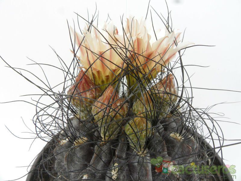 A photo of Eriosyce crispa
